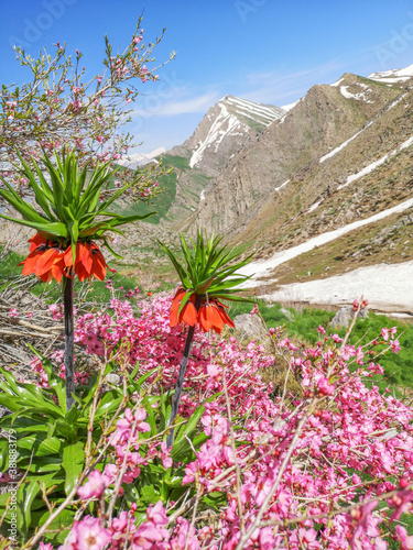 landscape with red flowers and mountains, red tulips
 photo