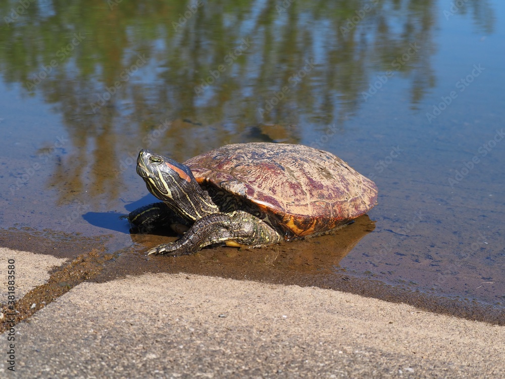 Fototapeta premium 池から上がる亀