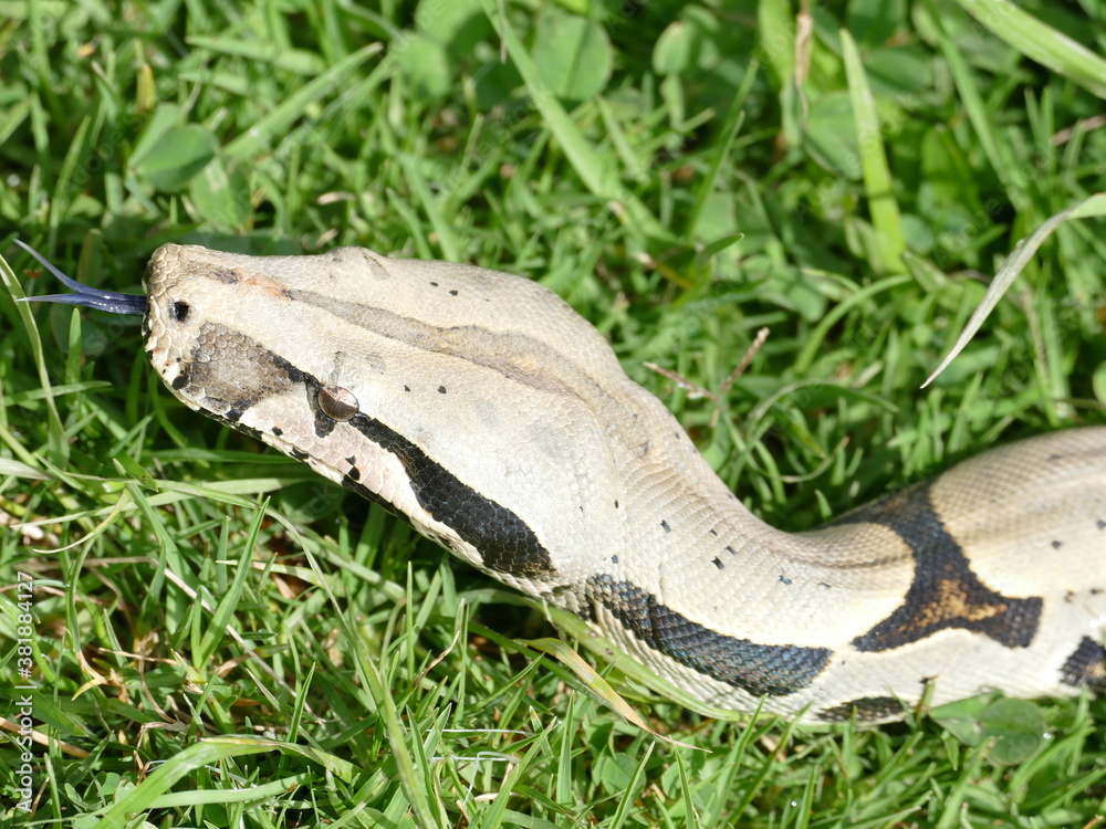 Fototapeta premium Boa constrictor constricor aus Ecuador. Die Boa constrictor, auch Rotschwanzboa oder Abgottschlange genannt, ist eine in Südamerika und in Gefangenschaft weit verbreitete Riesenschlange.