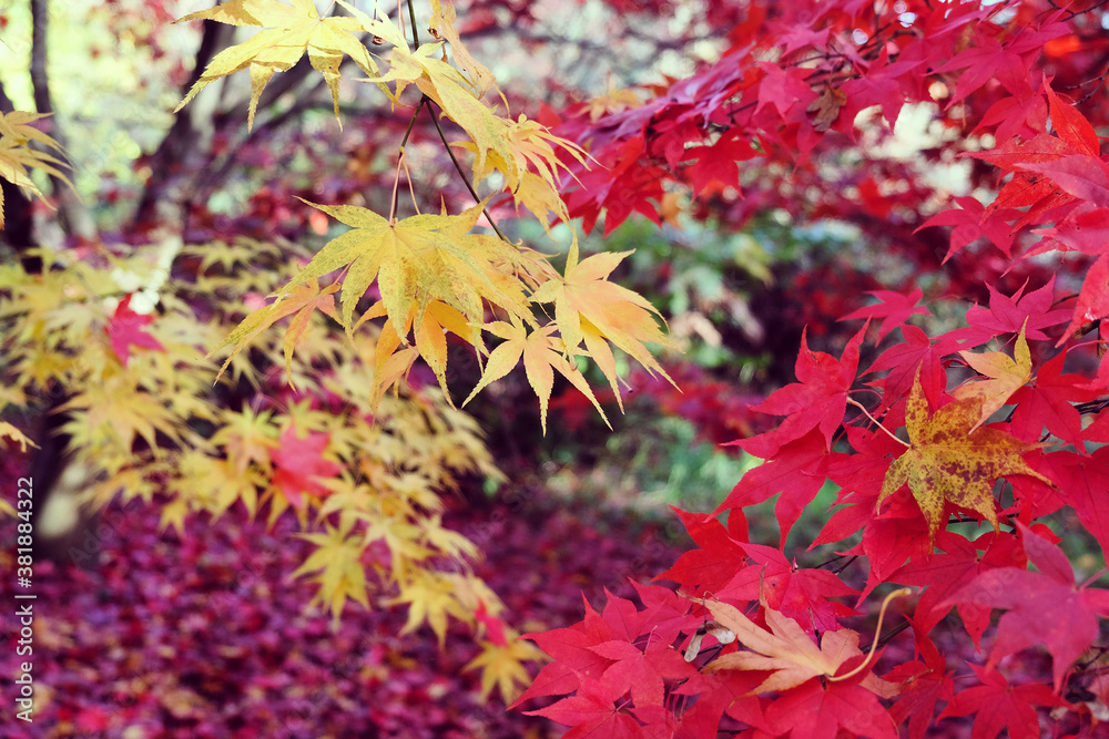 Japanese maple leaves of red colours during their autumn display, Surrey, UK Japanese maple leaves of red colours during their autumn display, Surrey, UK