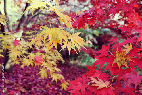 Japanese maple leaves of red colours during their autumn display, Surrey, UK