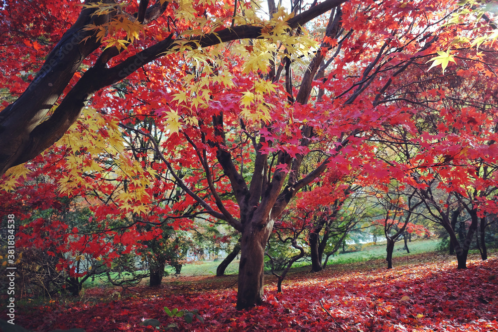 Japanese maple leaves of red and yellow colours during their autumn display, Surrey, UK