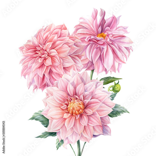 Bouquet of dahlia flowers, isolated white background, watercolor botanical painting