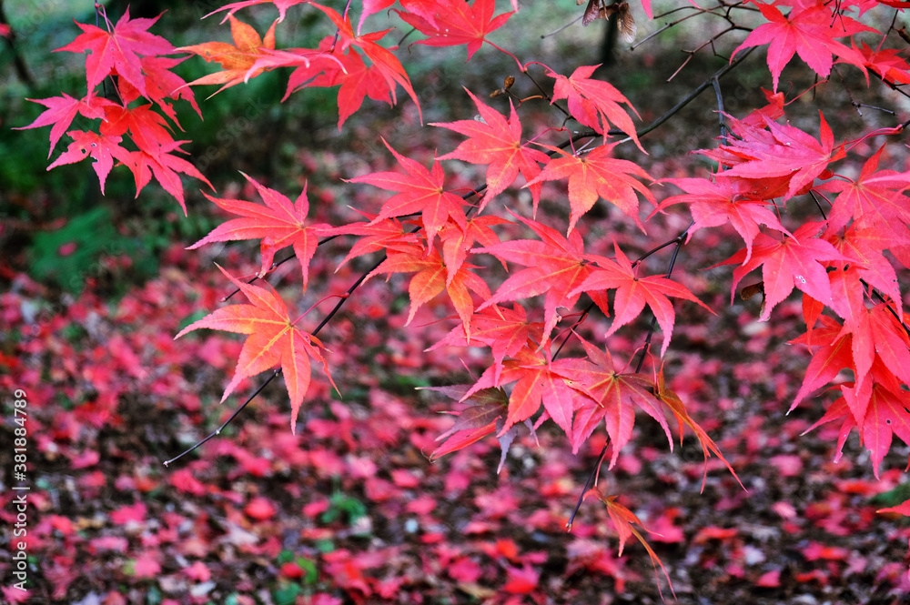 Japanese maple leaves of red and pink colours during their autumn display, Surrey, UK