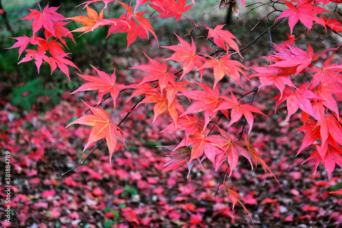 Japanese maple leaves of red and pink colours during their autumn display, Surrey, UK