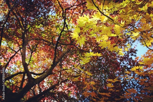 Japanese maple leaves of red and yellow colours during their autumn display  Surrey  UK