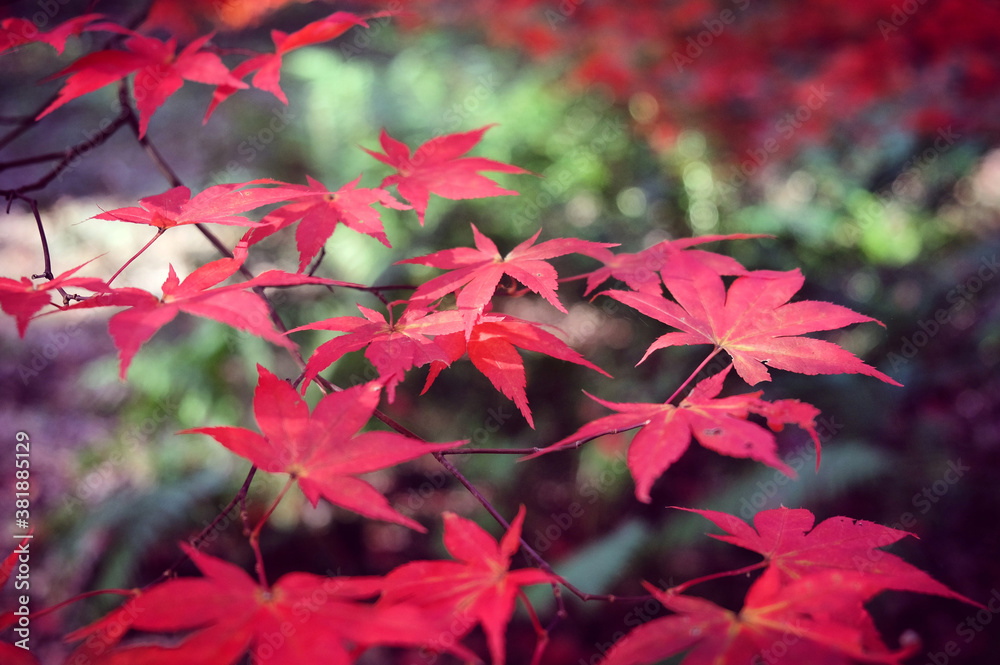 Japanese maple trees (acers) of red colours during their autumn display, Surrey, UK Japanese maple trees (acers) of red colours during their autumn display, Surrey, UK