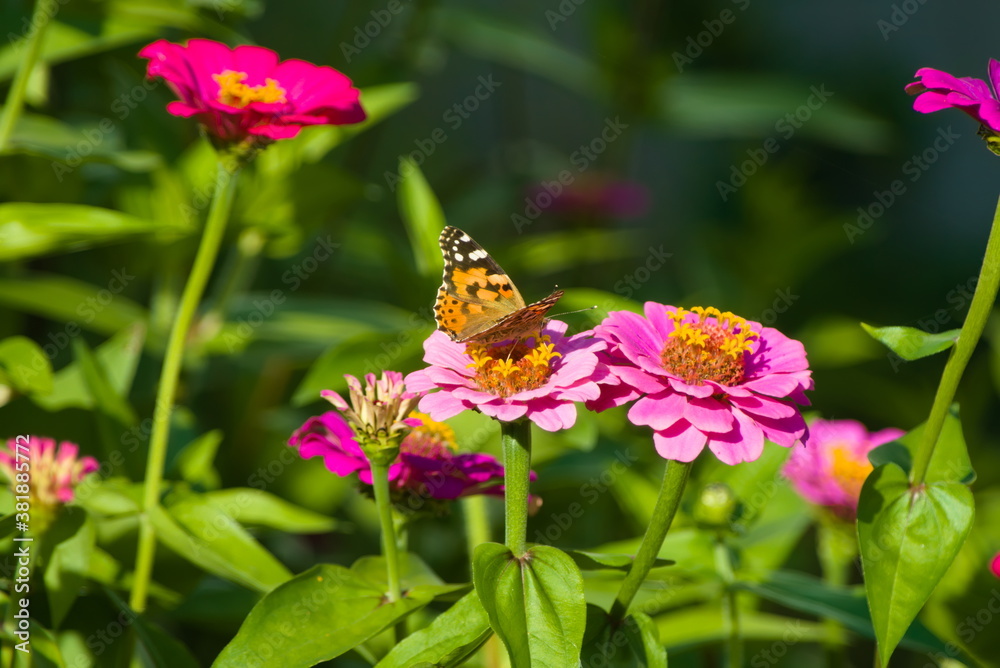 Obraz premium 百日草に止まる蝶