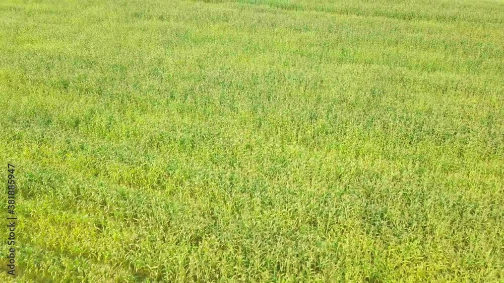 Corn field, flight over the cream of corn stalks, excellent growth, good corn harvest, ripening of the corn field. Corn field, flight over the cream of corn stalks, excellent growth, good corn harvest, ripening of the corn field.