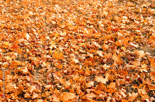 beautiful nature background of autumn leaves. fall seasonal landscape. dry maple leaves texture