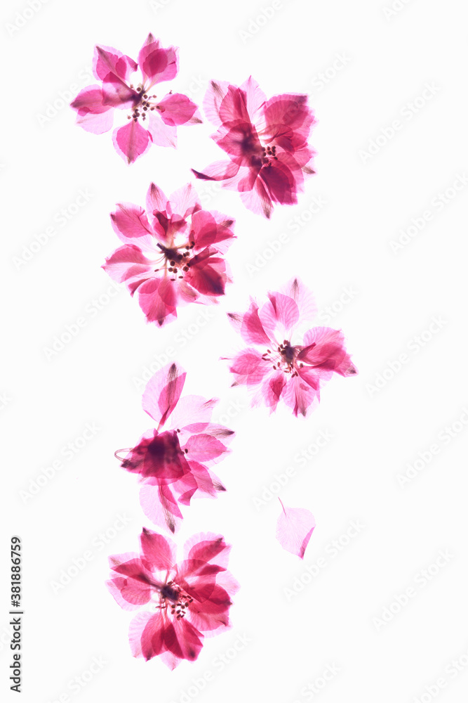 Fototapeta premium 小花の押し花