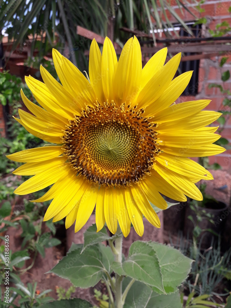 Obraz premium sunflower and bee