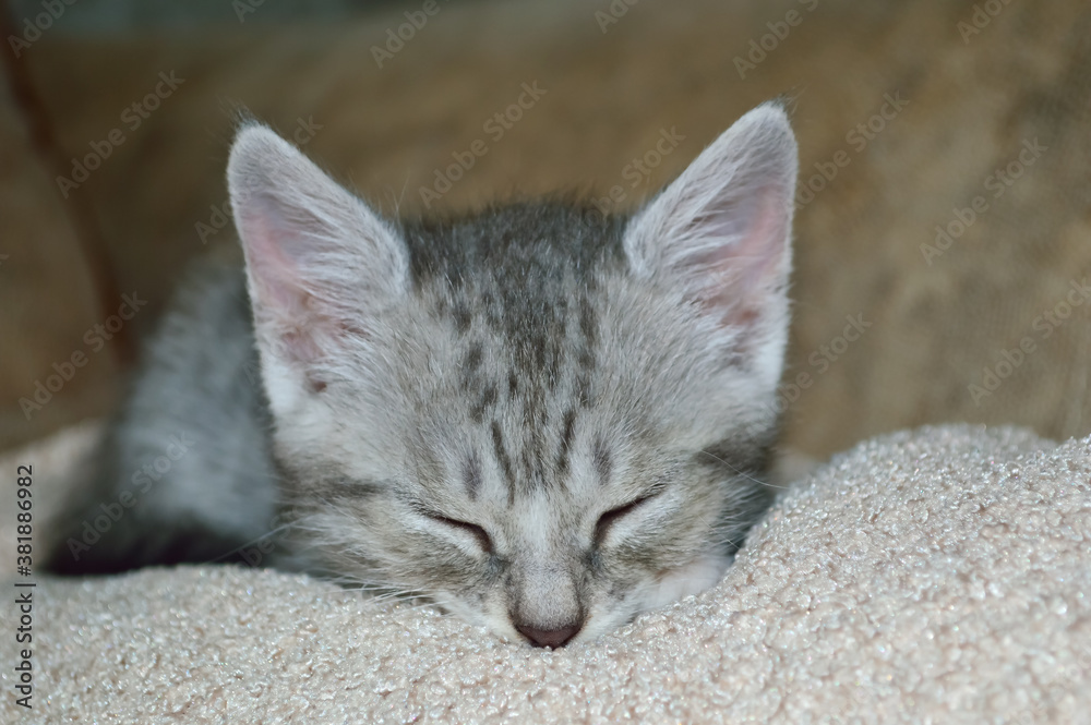 close-up - a small gray kitten as a fluffy lump, sleeps on a beige pillow at home, tucking its tail
