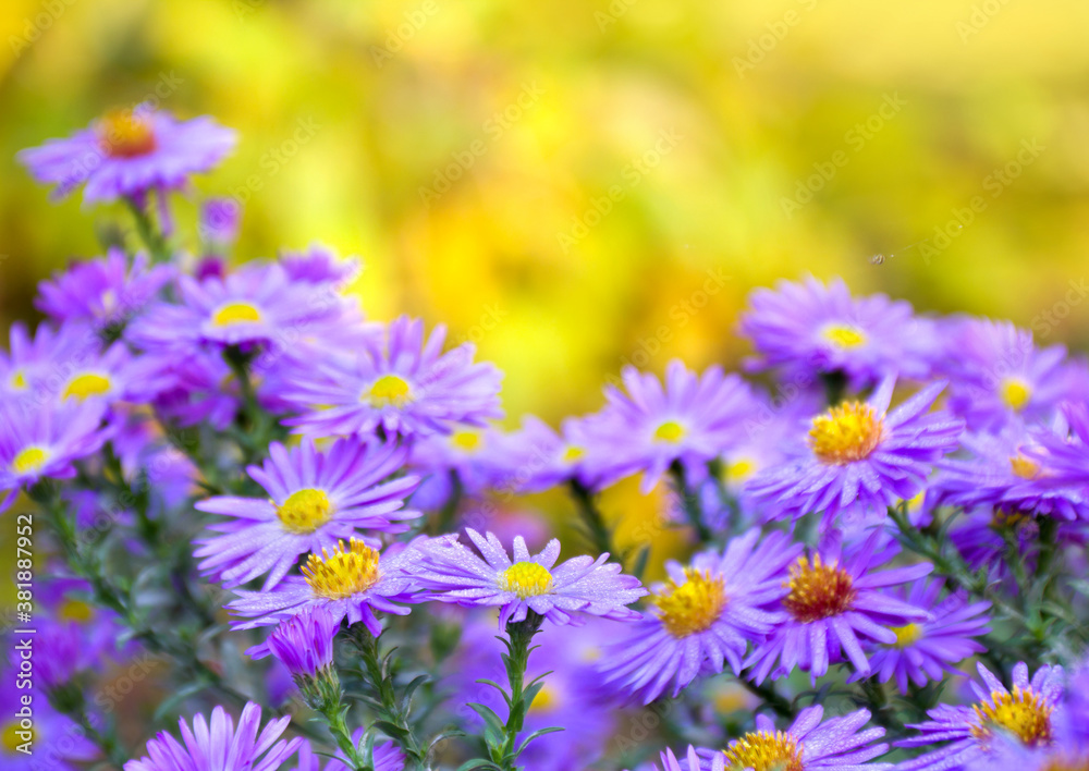 Wild violet asters with dew on yellow autumnal background with space for text. Aster amellus, michaelmas daisies, aster alpinus, alpine aster, blue alpine daisy. Wild violet asters with dew on yellow autumnal background with space for text. Aster amellus, michaelmas daisies, aster alpinus, alpine aster, blue alpine daisy.