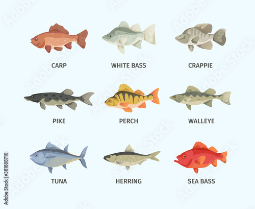 River and sea fish set. Huge sea bass fast schooling tuna predatory gray pike broad finned underwater wallyey deep red carp white and common perch natural fishing in fresh air . Vector wild.