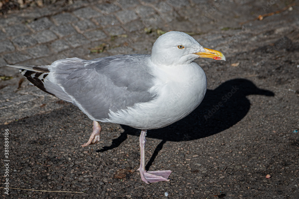 European herring gull (Larus argentatus) European herring gull (Larus argentatus)
