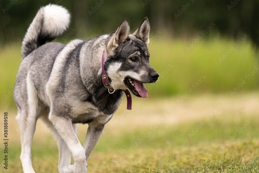 The Jämthund, The Swedish Elkhound. 