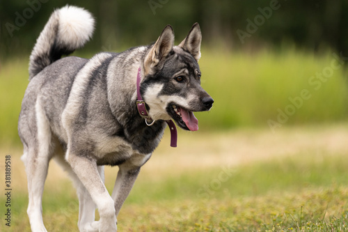The Jämthund, The Swedish Elkhound. 