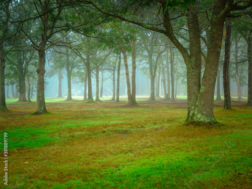 Peaceful misty wooded yard in a foggy morning. Landscape with moss-covered trees and green grass.