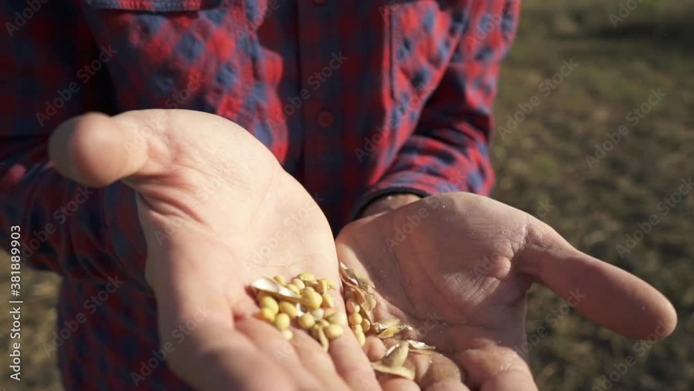 Young farmer walking in a soybean field and examining crop. Young farmer walking in a soybean field and examining crop.
