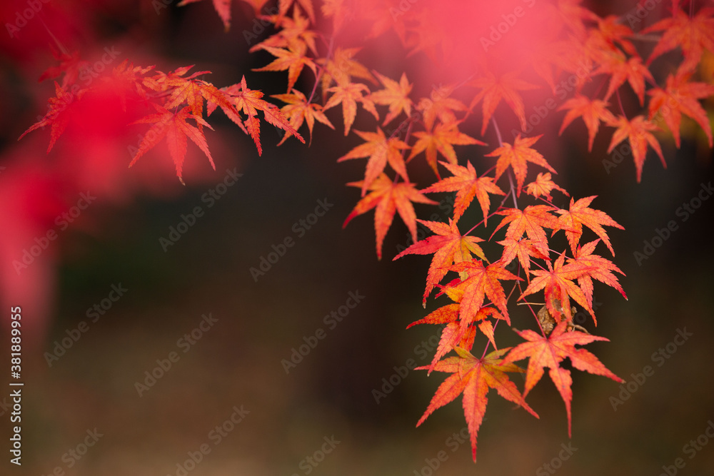 紅葉 紅葉