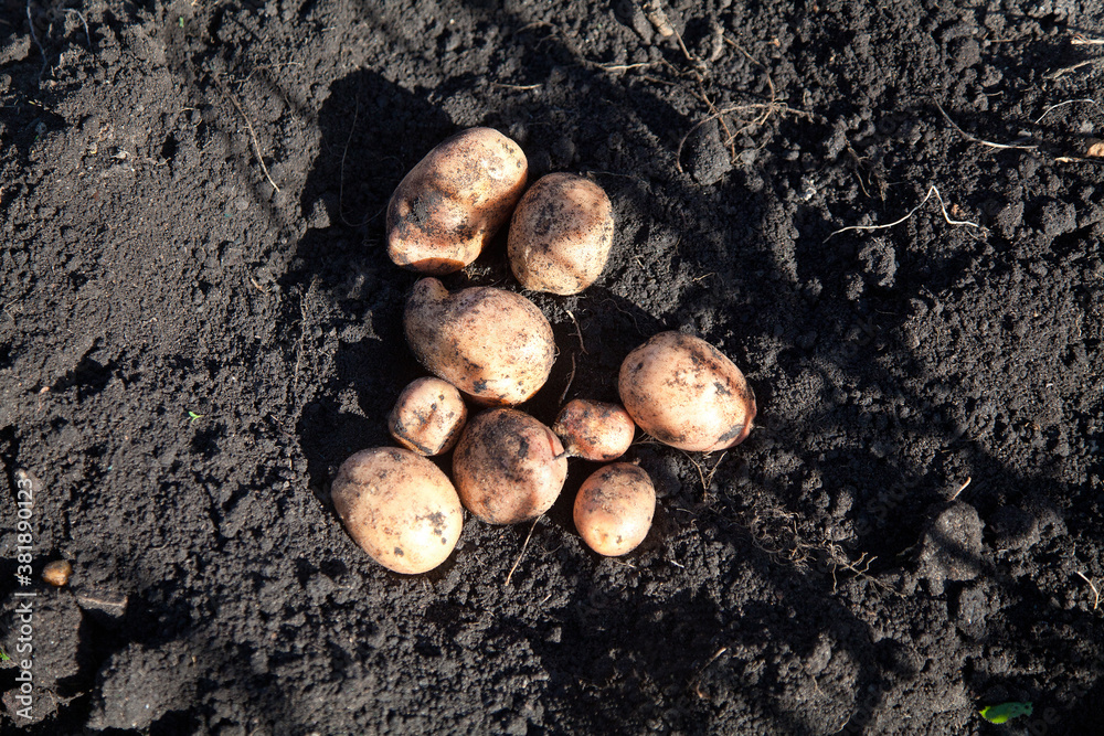 potatoes on the ground