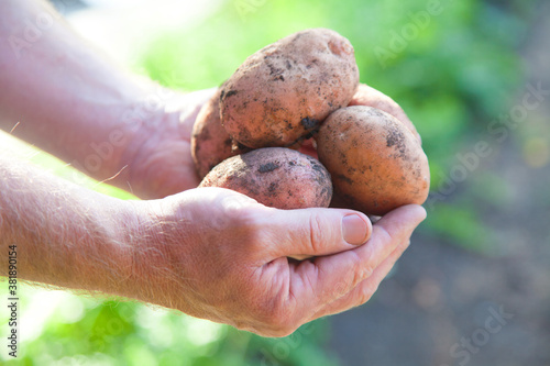  fresh potatoes in the hands