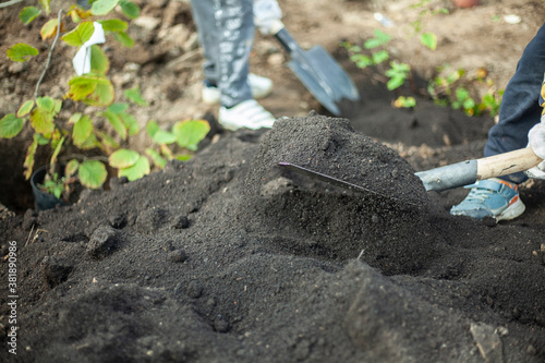 Wallpaper Mural Shovel with earth. Planting plants. Gardener's job. Torontodigital.ca