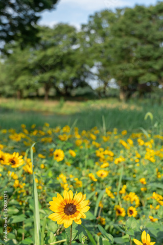 Beautiful sunflower blooming in summer