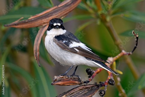 Halsbandschnäpper (Ficedula albicollis) - Collared flycatcher photo