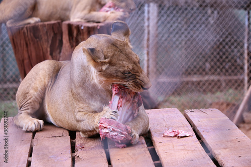 Lion eating at Nairobi National Park photo