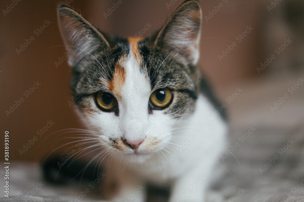 The cat is sitting on the bed. Cat on a plaid blanket. Cozy photo with a cat. Pets. Portrait of a beautiful cat.
