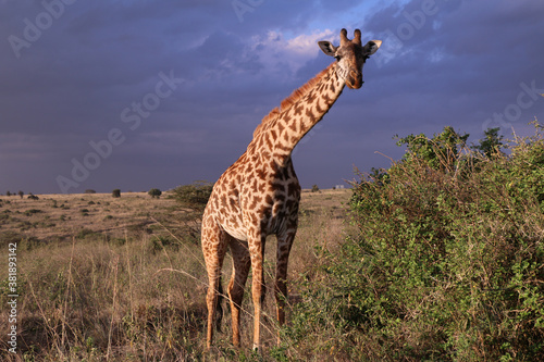 Giraffe in Nairobi National Park photo