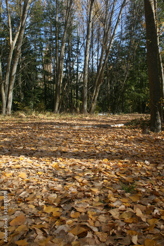 Autumnal hiking in Las Hoces del Rio Duraton photo