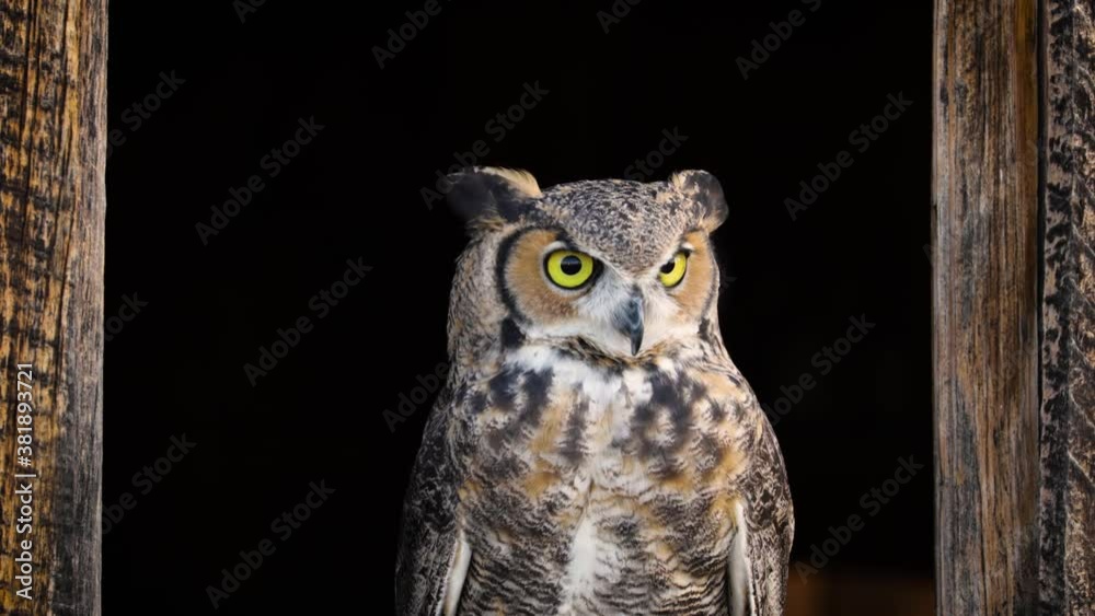 Beautiful Great Horned Owl sitting in a window of an abandoned barn Beautiful Great Horned Owl sitting in a window of an abandoned barn