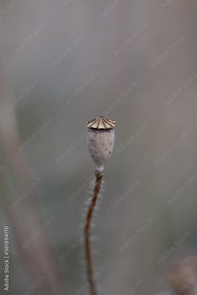 vertrocknete Mohnblume