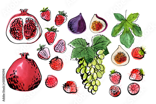Vector light fruit line watercolor on white background. Pomegranate, strawberry, figs, grapes