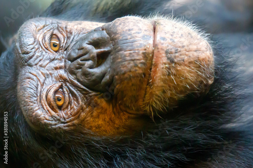 Close up portrait of a Chimpanzee  Pan troglodytes 