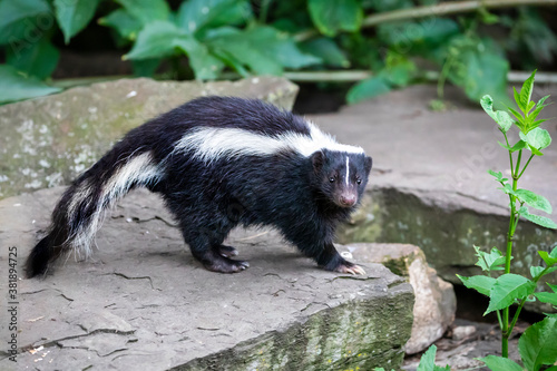 close-up photo of striped skunk (Mephitis mephitis) in nature photo