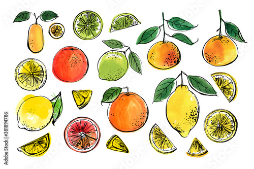 Citrus. Black line drawn on a white background. Color vector drawing of fruits. Tangerine, lemon, orange, lime, kumquat