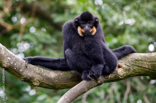 Photography close image of a Gibbon (Nomascus gabriellae) monkey in the forest