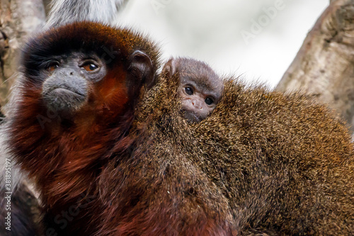 close up shot of cute coppery Titi monkeys (Callicebus cupreus)
