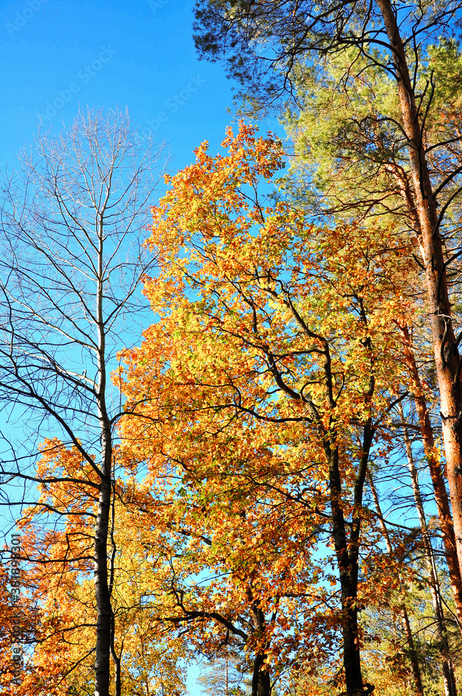 Blue Autumn Landscape. Golden Bright Forest. Orange Autumn Woodland. Gold Botanical Texture. Organic Decor. Green Amazing Fog. Autumn Travel. Abstract Photography.