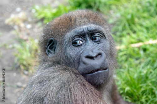 Close up portrait of a young female Western Lowland Gorilla (Gorilla Gorilla Gorilla)