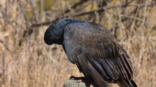 Turkey Vulture sitting on a branch