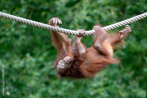 Bornean orangutan (Pongo pygmaeus) close-up portrait on background photo
