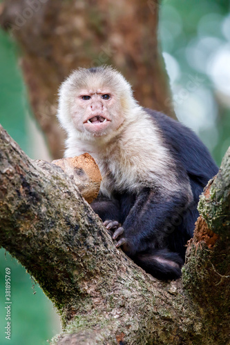Colombian white-faced capuchin (Cebus capucinus), close up shot