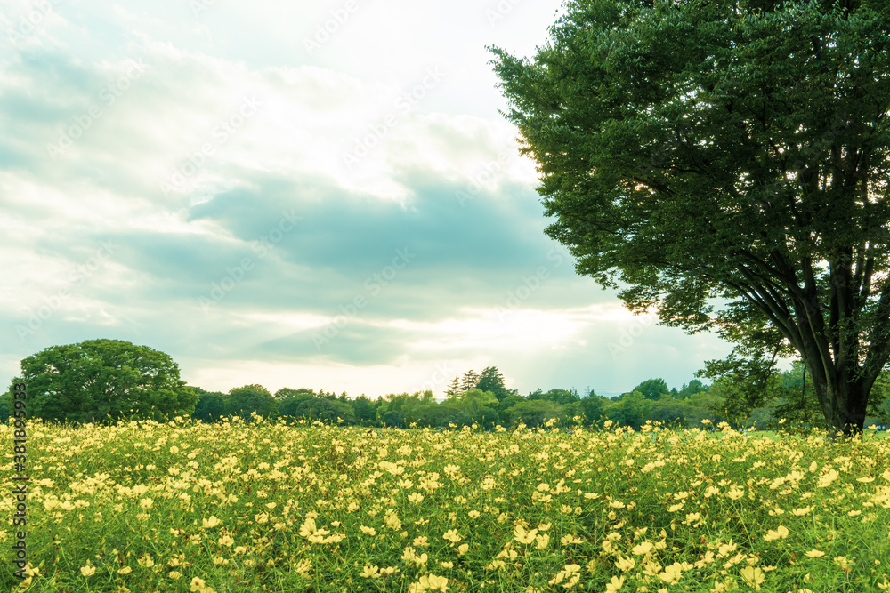 Fototapeta premium Yellow cosmos field in late summer.