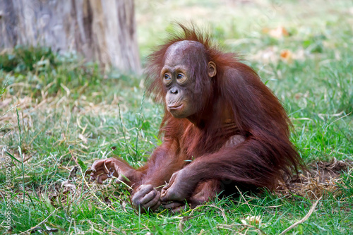 Bornean orangutan (Pongo pygmaeus) close-up portrait on background