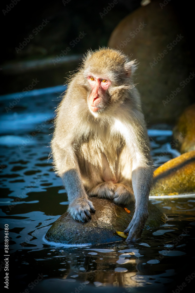 Fototapeta premium wild Japanese macaque (Macaca fuscata) in nature